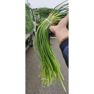 代收儲(chǔ)存金鄉(xiāng)蒜薹，冷庫(kù)出租可配資