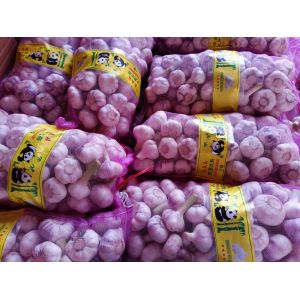 大量供應(yīng)淮陽(yáng)扒皮鮮蒜，個(gè)頭大，成熟度好
