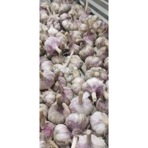 濟(jì)南大青稞蒜種，蒜米料，印尼，脫水