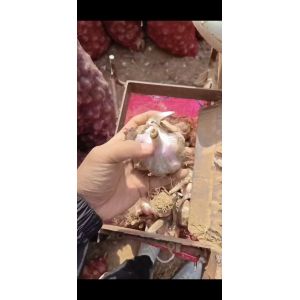 大量供應(yīng)中大混級(jí)蒜米料有有意者聯(lián)系