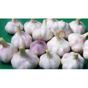 誠信代理金鄉(xiāng)大蒜 蒜片 蒜薹加工，儲存，銷售業(yè)務