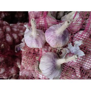 本人大量供應(yīng)濟(jì)南大青顆蒜種，蒜米料，四六瓣
