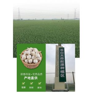 蒼山白皮四六瓣大蒜常年大貨供應(yīng) 價(jià)格有優(yōu)勢 質(zhì)量有保證！
