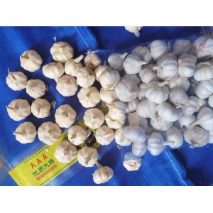 大蒜儲存，蒜片儲存