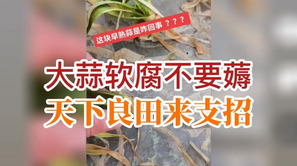 大蒜軟腐不要薅，天下良田來支招 (817播放)
