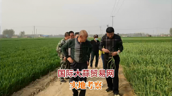 國際大蒜貿(mào)易網(wǎng) 實地考察（橫版） (756播放)
