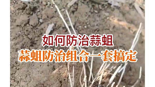 如何防治蒜蛆？ ()