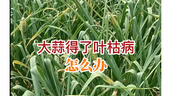 大蒜得了葉枯病怎辦？ ()