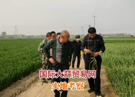 2024年產(chǎn)新大蒜為啥會(huì)“早衰”？ ()