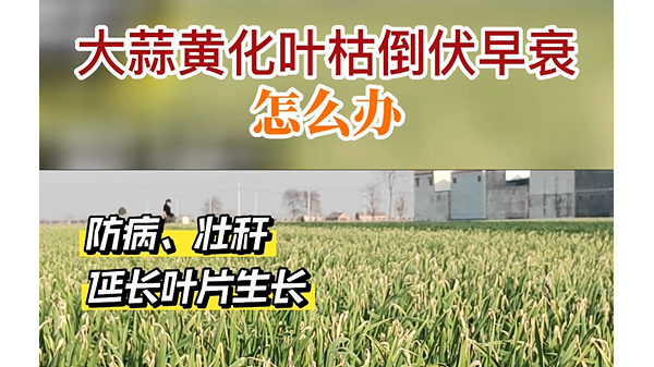 大蒜黃化葉枯倒伏早衰怎么辦？ (924播放)