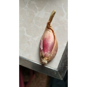 云南紫皮小蔥頭，黃蔥頭