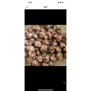 開封大蒜代辦13460686828