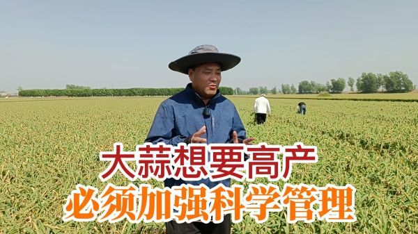 大蒜想要高產(chǎn) 必須加強(qiáng)科學(xué)管理 (1000播放)
