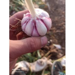 本人大量提供或代購混級(jí)蒜
