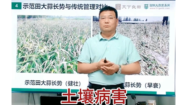 土壤病害加重影響大蒜產(chǎn)量 (921播放)