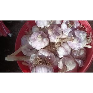 本人大量供應混級蒜