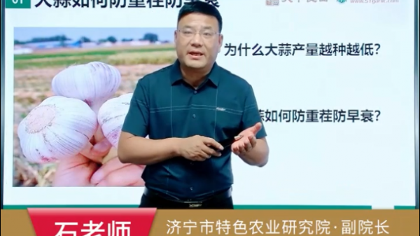 種子帶菌 影響大蒜產(chǎn)量和品質(zhì) (746播放)