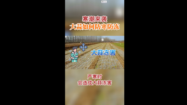 寒潮來(lái)襲，大蒜如何防寒防凍 ()