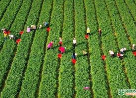 寧夏：冷涼蔬菜暢銷(xiāo)海內(nèi)外 ()