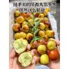 大荔冬棗種植基地，陜西大荔冬棗產(chǎn)購銷，大荔冬棗技術管理楊黨軍