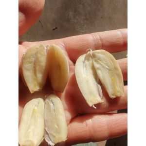 出售大名庫(kù)內(nèi)蒜芯