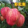 陜西彩虹梨，紅香酥梨，庫(kù)爾勒香梨，玉露香梨，碭山酥梨，貢梨。