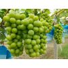 2025年陜西冷庫(kù)陽(yáng)光玫瑰葡萄，紅香酥梨，庫(kù)爾勒香梨，紅富士批發(fā)