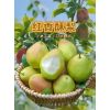 陜西冷庫(kù)紅香酥梨，庫(kù)爾勒香梨，冰糖心蘋(píng)果，陽(yáng)光玫瑰葡萄代購(gòu)。