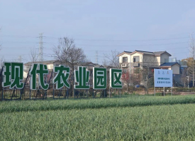 四川首張蒜種生產(chǎn)經(jīng)營許可證發(fā)放 ()