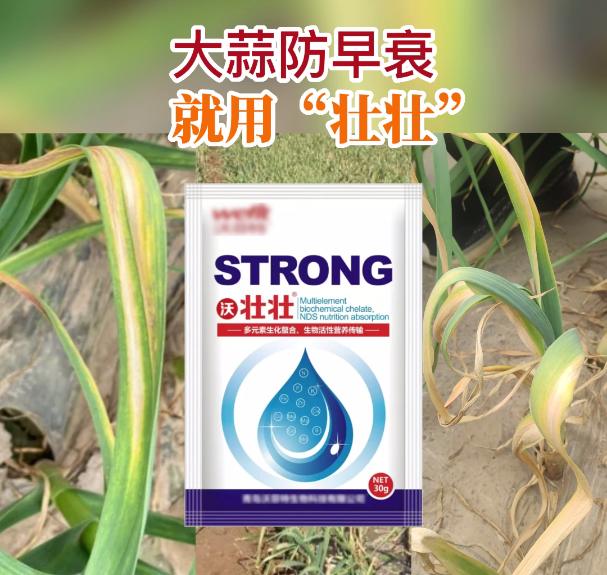 大蒜防早衰就用“壯壯” ()