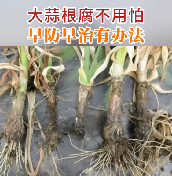 大蒜根腐不用怕、早防早治有辦法