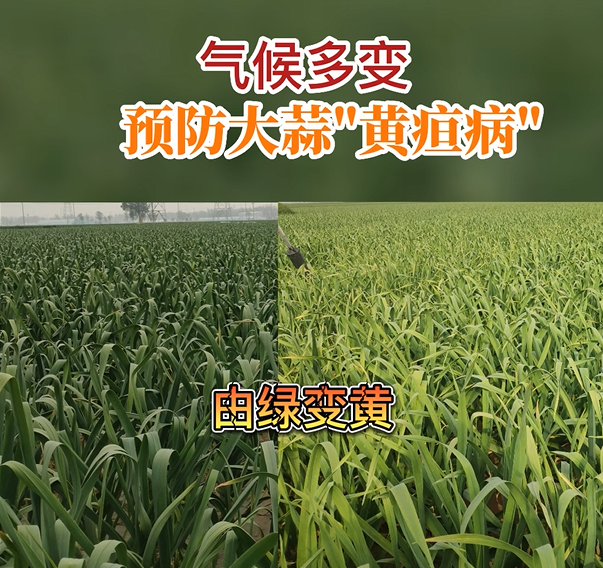 氣候多變 預(yù)防大蒜黃疸病