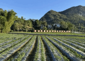 羅甸縣早春蔬菜迎豐收 ()