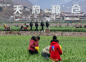 四川漢源：3.53萬畝蒜薹豐收 ()