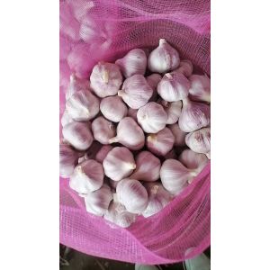 大蒜加工、出口 Garlic Exporter