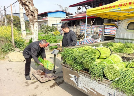 廣濟(jì)鎮(zhèn)萬畝蒜薹喜獲豐收